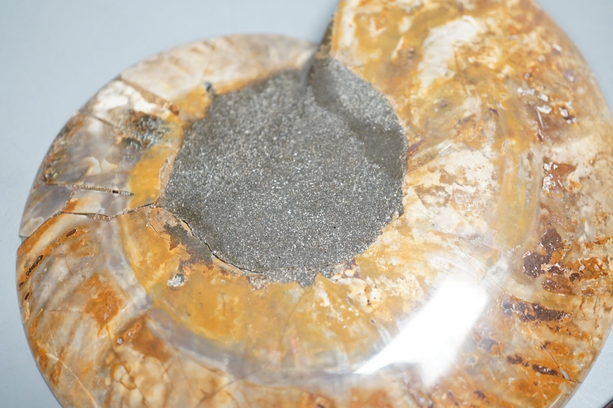 A polished hardstone ammonite fossil, in two halves